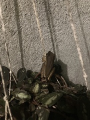 Polypedates leucomystax