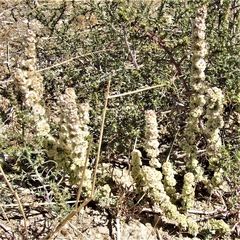 Salsoleae
