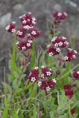 Crassula obovata