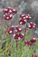 Crassula obovata