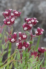 Crassula obovata