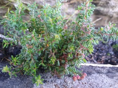 Erica haematocodon