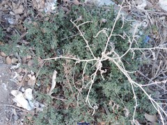 Helianthemum asperum