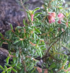 Erica haematocodon