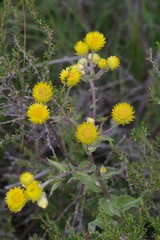 Helichrysum cooperi