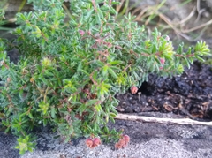 Erica haematocodon