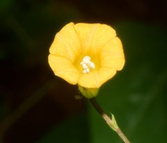 Ipomoea minutiflora