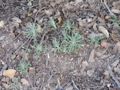 Teucrium pseudochamaepitys