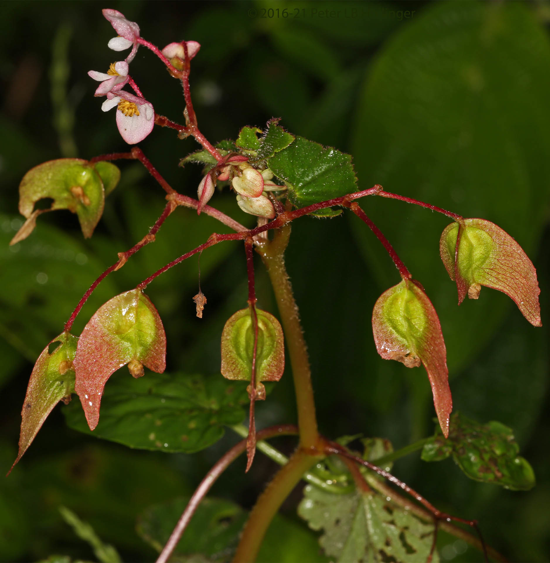 Begonia fischeri image