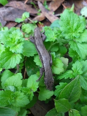 Pholidobolus montium