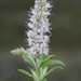 Cape Horse Mint - Photo (c) Craig Peter, some rights reserved (CC BY-NC), uploaded by Craig Peter