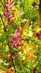 Fumaria officinalis officinalis