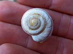 Oreohelix strigosa depressa