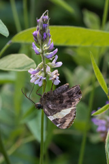 Orbexilum pedunculatum