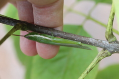 Stenacris vitreipennis