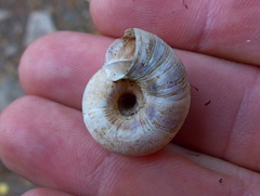 Oreohelix strigosa depressa