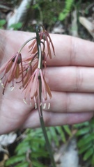 Heloniopsis orientalis