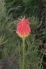 Kniphofia linearifolia