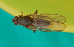 Dryomyzidae