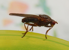 Dryomyzidae