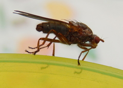 Dryomyzidae