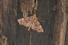 Cecharismena melicerta