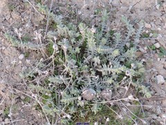 Teucrium gnaphalodes