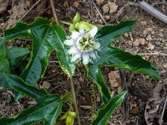 Passiflora edulis edulis