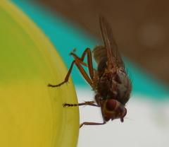 Dryomyzidae
