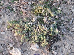 Teucrium gnaphalodes