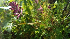 Fumaria officinalis officinalis