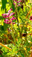 Fumaria officinalis officinalis
