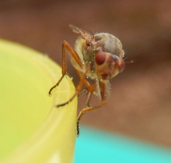 Dryomyzidae