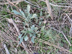 Cynoglossum cheirifolium