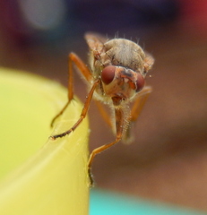 Dryomyzidae
