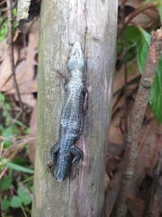 Pholidobolus montium