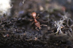 Strumigenys louisianae