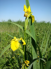 Iris pseudacorus