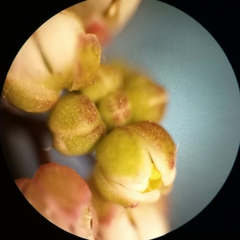 Draba praecox