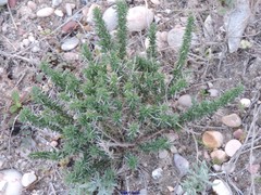 Lepidium subulatum