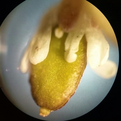 Draba praecox
