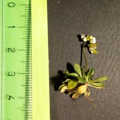 Draba praecox