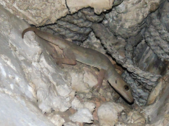 Hemidactylus flaviviridis