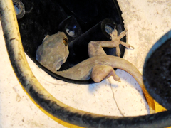 Hemidactylus flaviviridis