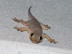 Hemidactylus flaviviridis