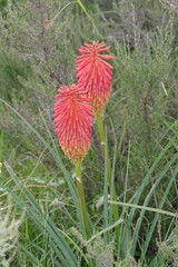 Kniphofia linearifolia