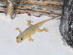 Hemidactylus flaviviridis