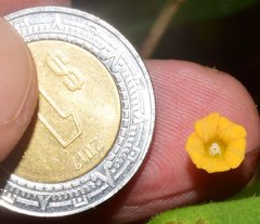 Ipomoea minutiflora