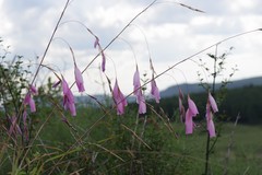 Dierama pulcherrimum