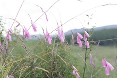Dierama pulcherrimum
